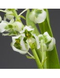 Zygostates grandiflora