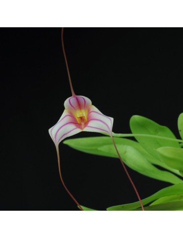 Masdevallia Red Spider 2