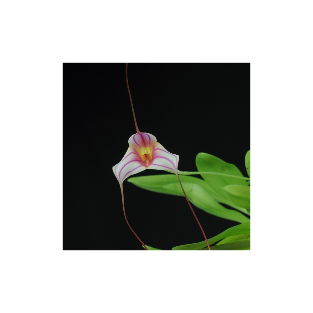 Masdevallia Red Spider