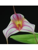 Masdevallia Red Spider