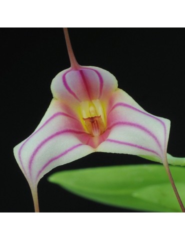 Masdevallia Red Spider en sphaigne