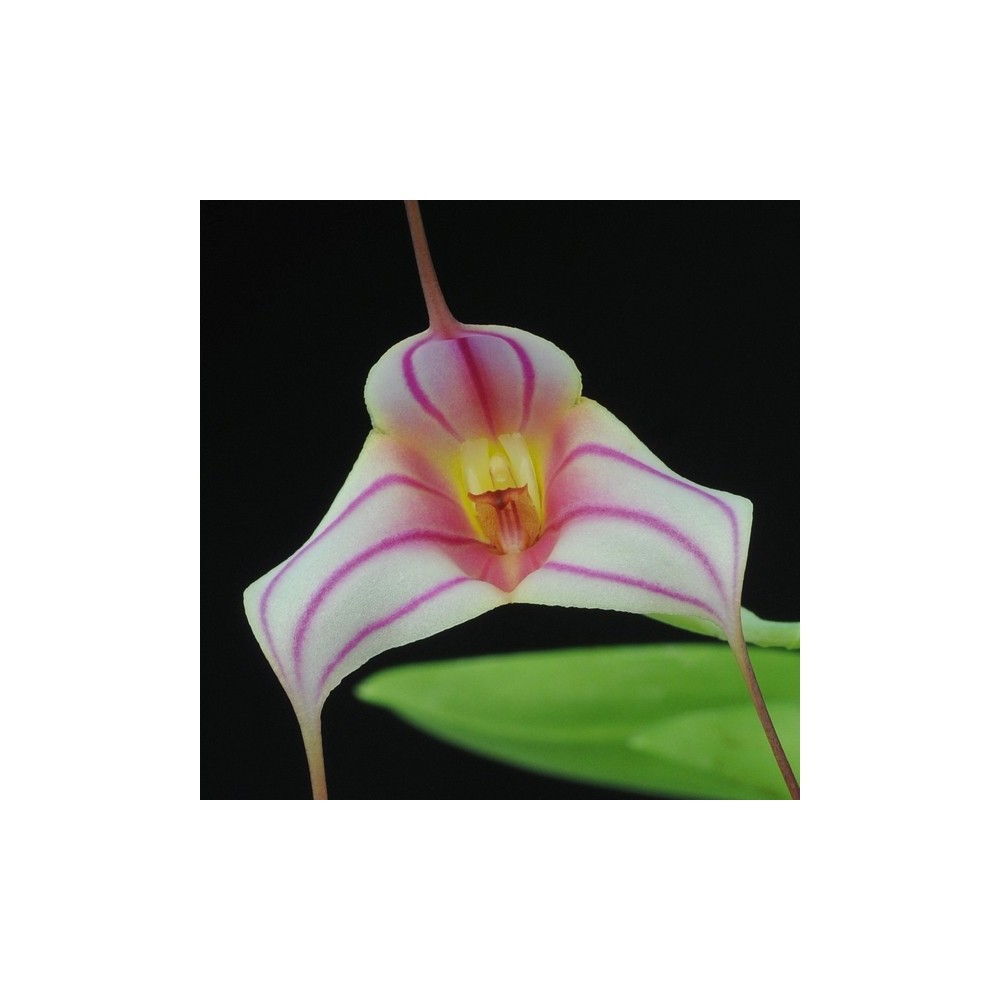 Masdevallia Red Spider