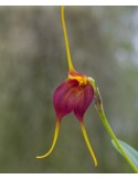 Masdevallia scitula