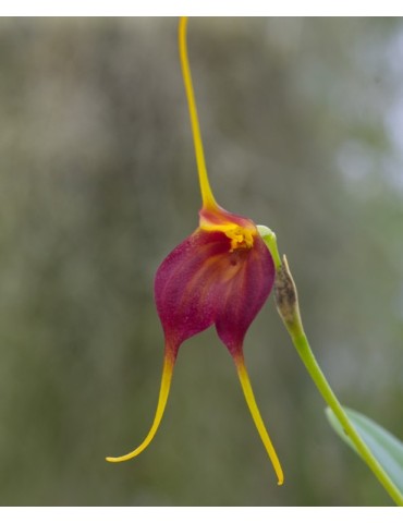 Masdevallia scitula