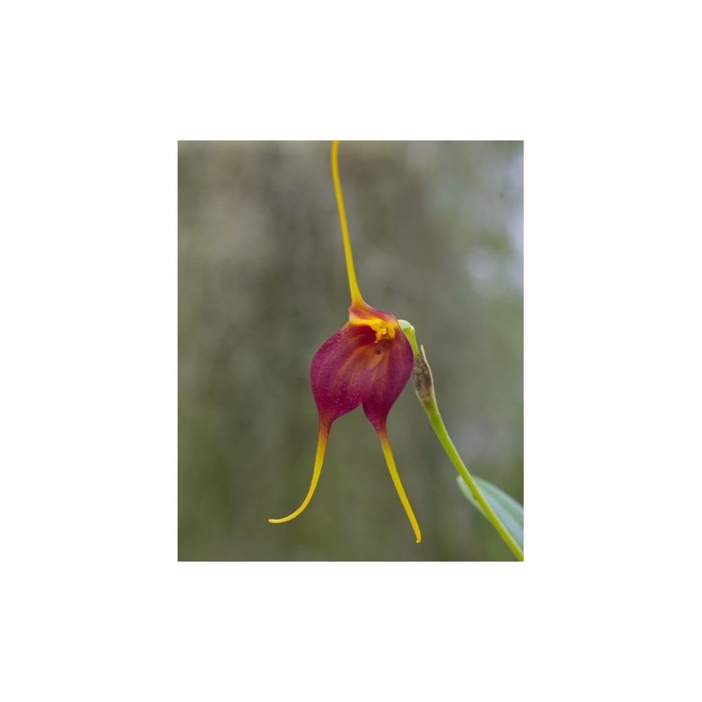 Masdevallia scitula