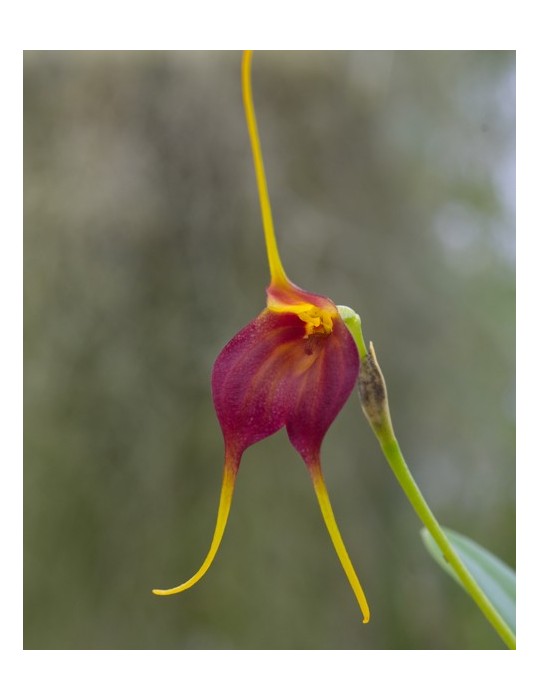Masdevallia scitula