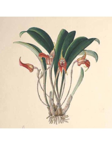 Masdevallia torta 2