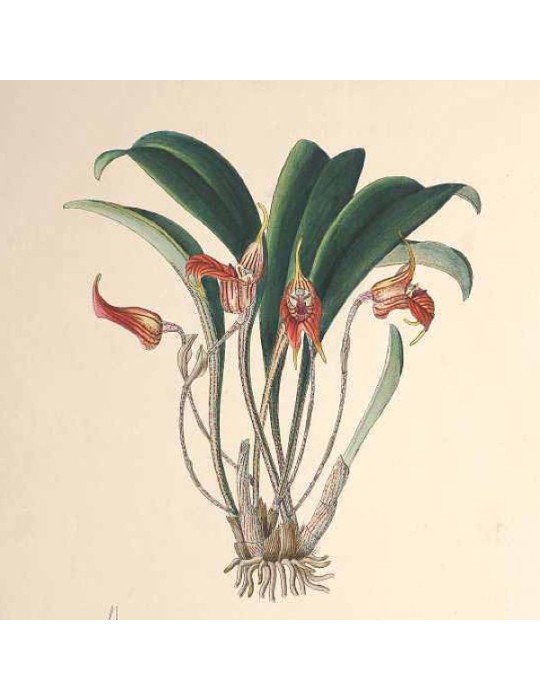 Masdevallia torta