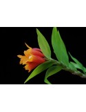 Dendrobium lawesii