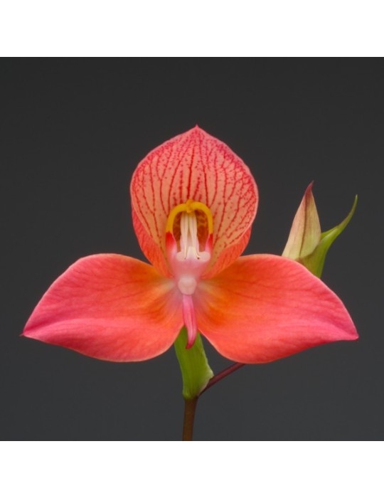 Disa Diores 'Inca Gold'