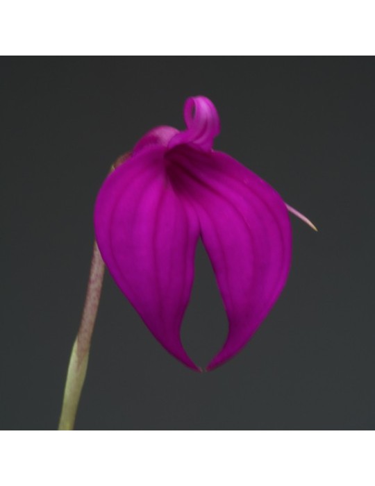 Masdevallia coccinea