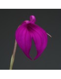 Masdevallia coccinea