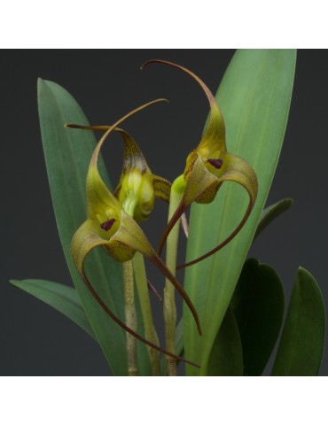 Masdevallia fractiflexa