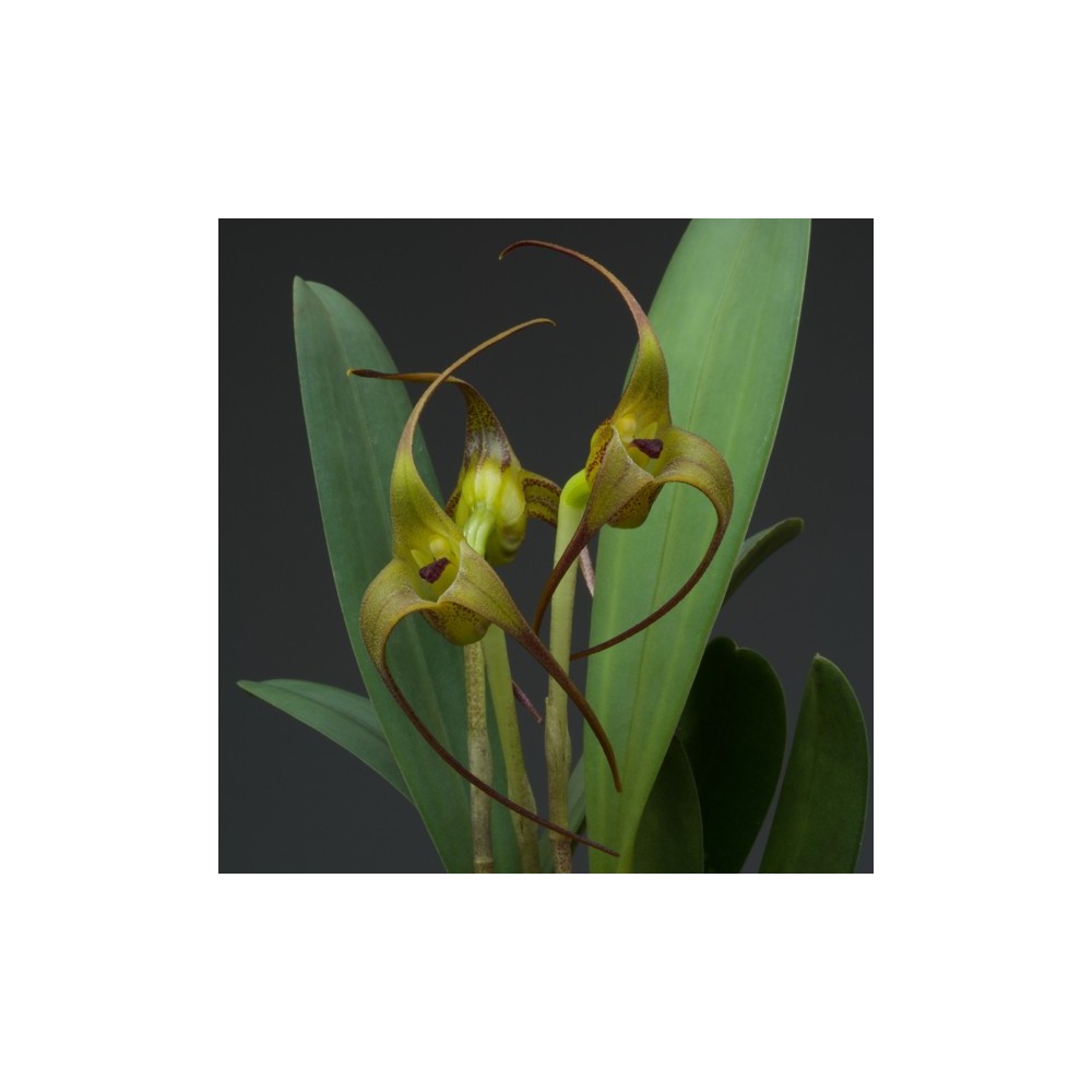 Masdevallia fractiflexa