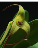 Masdevallia fractiflexa