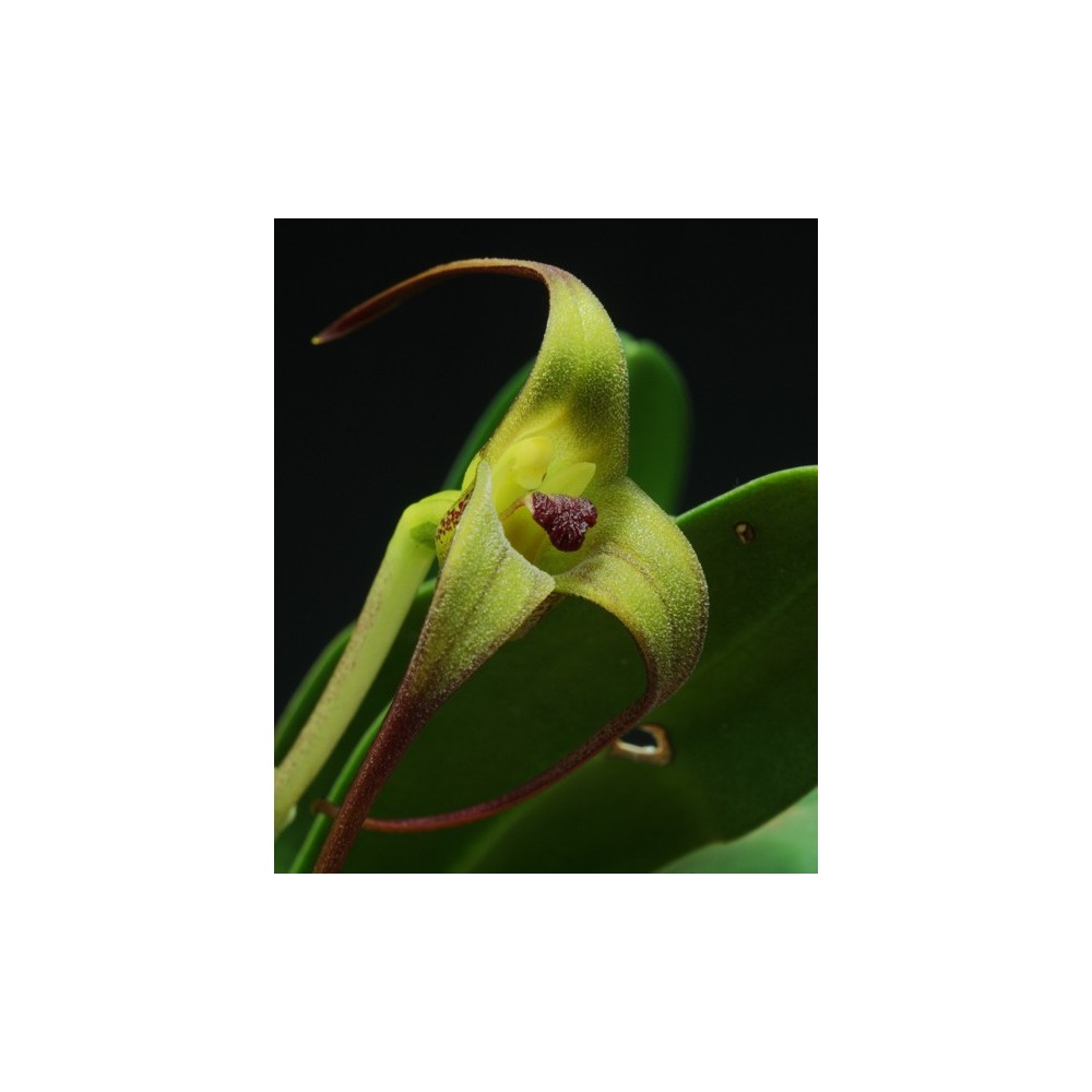 Masdevallia fractiflexa