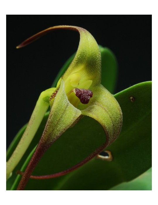 Masdevallia fractiflexa