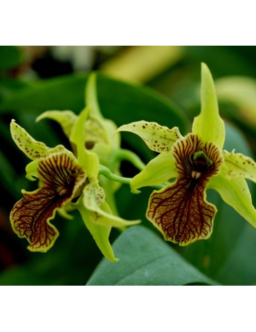 Dendrobium Green Elf en sphaigne