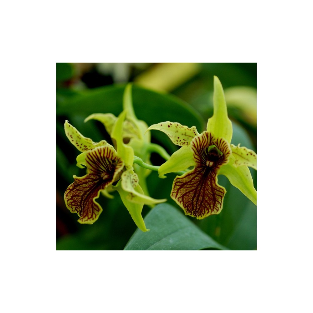 Dendrobium Green Elf