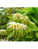 Masdevallia tridens