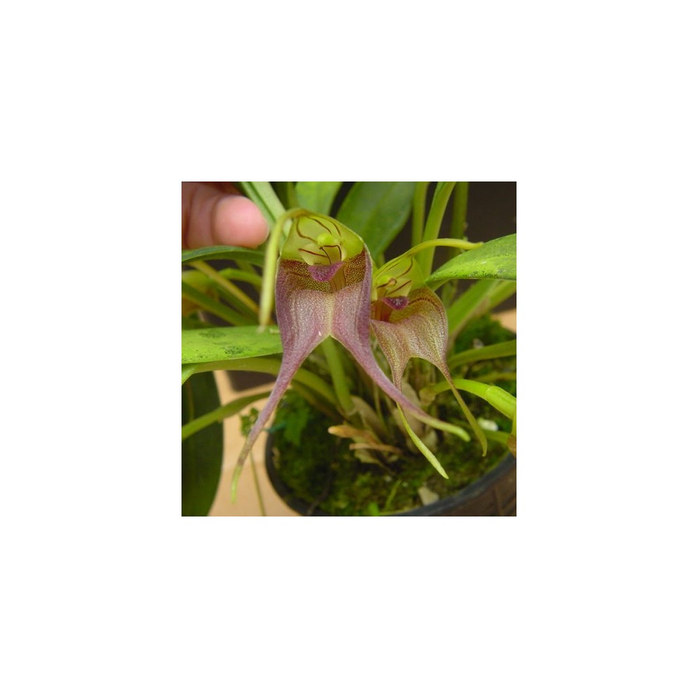 Masdevallia torta