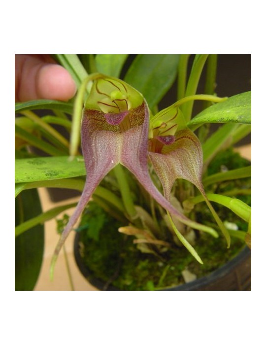 Masdevallia torta