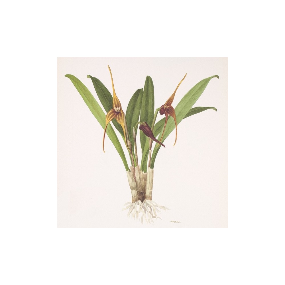 Masdevallia hystrix