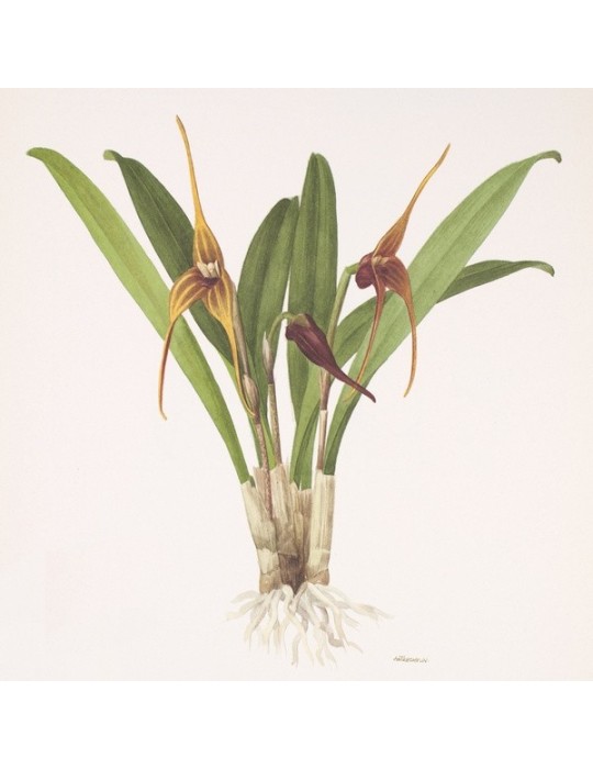 Masdevallia hystrix