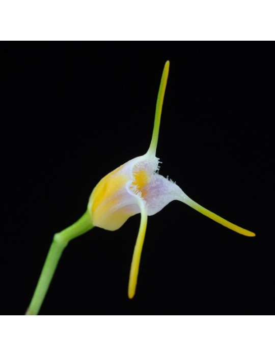 Masdevallia paivaeana