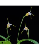 Masdevallia paivaeana