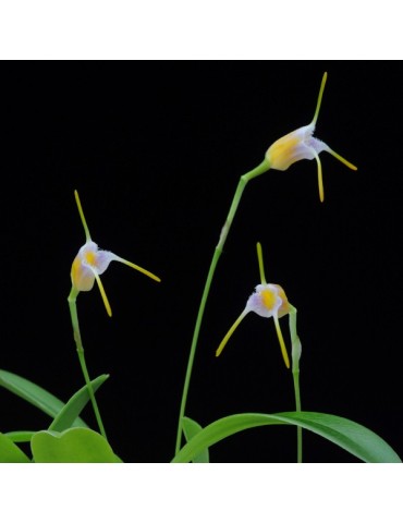 Masdevallia paivaeana 2