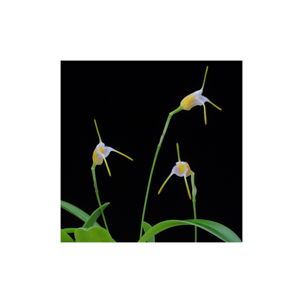 Masdevallia paivaeana