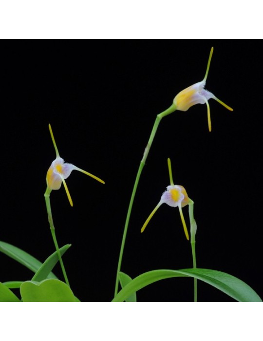 Masdevallia paivaeana