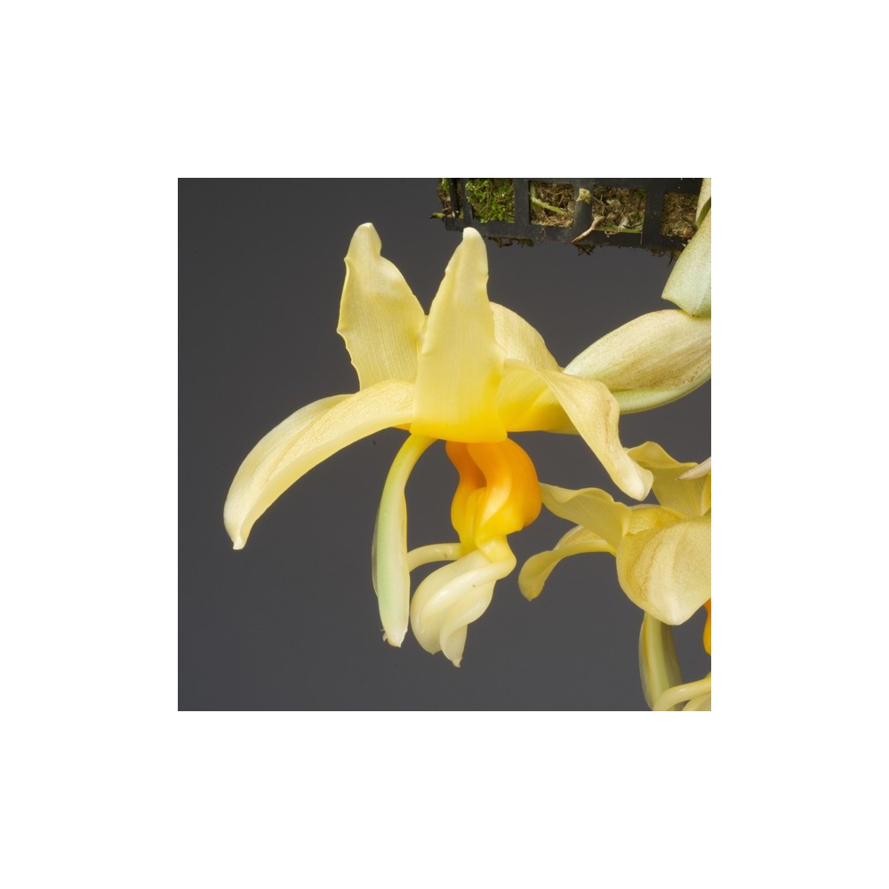 Stanhopea shuttleworthii