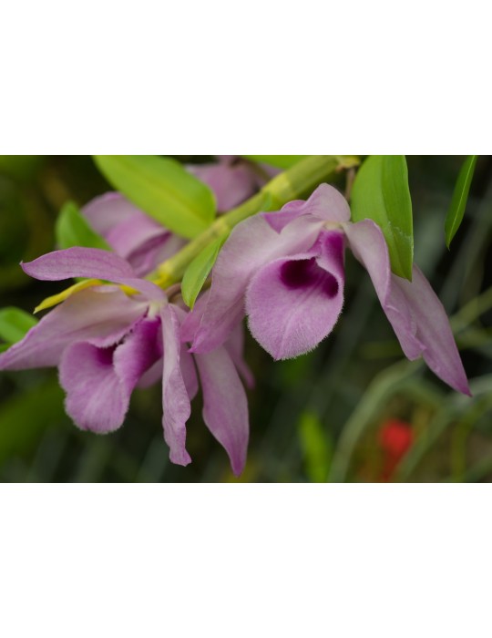 Dendrobium Nestor