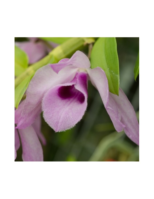 Dendrobium Nestor