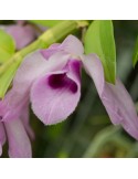 Dendrobium Nestor sur plaque