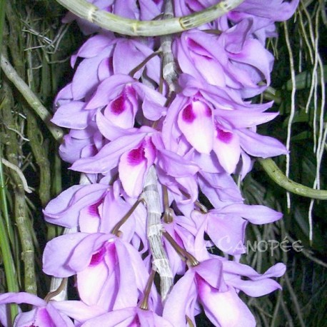 Dendrobium Nestor