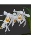 Coelogyne Linda Buckley