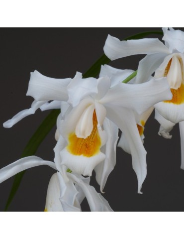 Coelogyne Linda Buckley 2