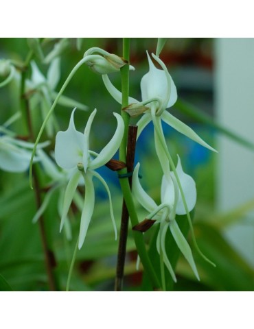 Angraecum longicalcar