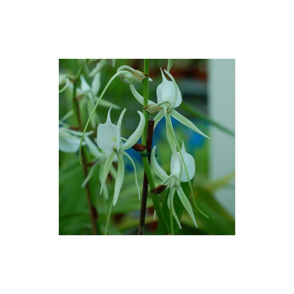 Angraecum longicalcar Angraecum longicalcar