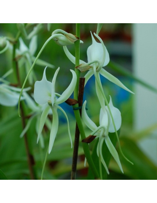 Angraecum longicalcar Angraecum longicalcar