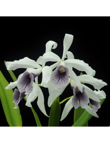 Laelia purpurata var. werkhauseri