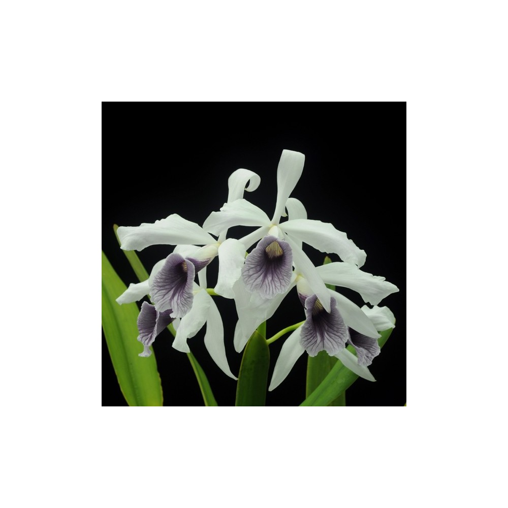 Laelia purpurata var. werkhauseri