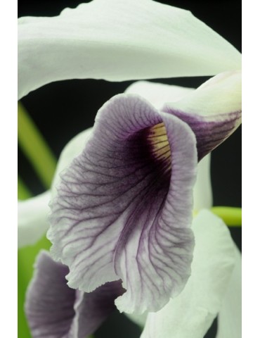 Laelia purpurata var. werkhauseri 2