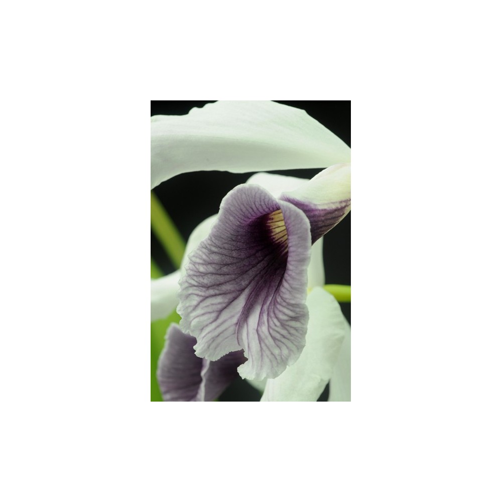 Laelia purpurata var. werkhauseri