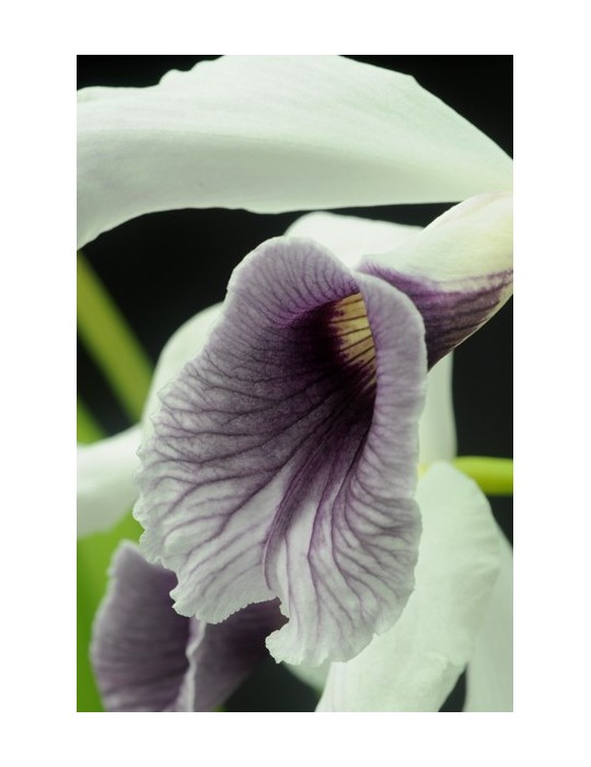 Laelia purpurata var. werkhauseri
