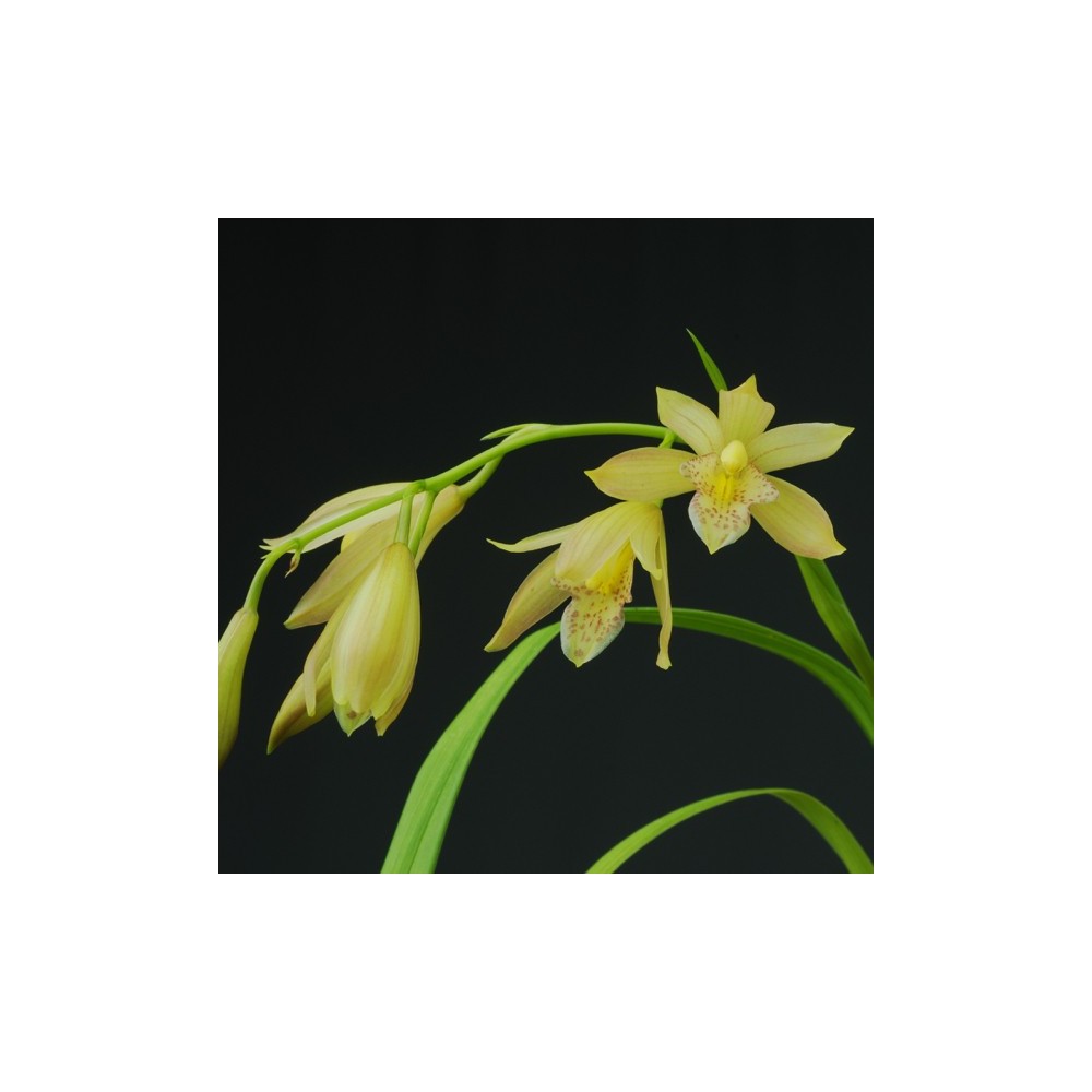 Cymbidium Golden Summer
