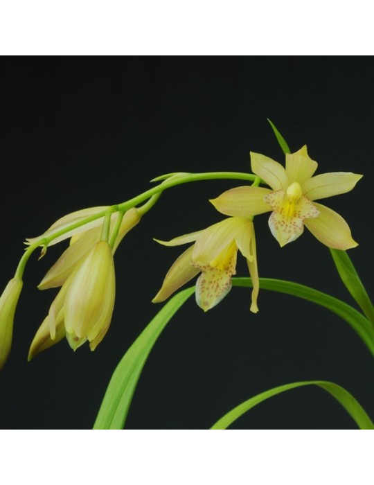 Cymbidium Golden Summer
